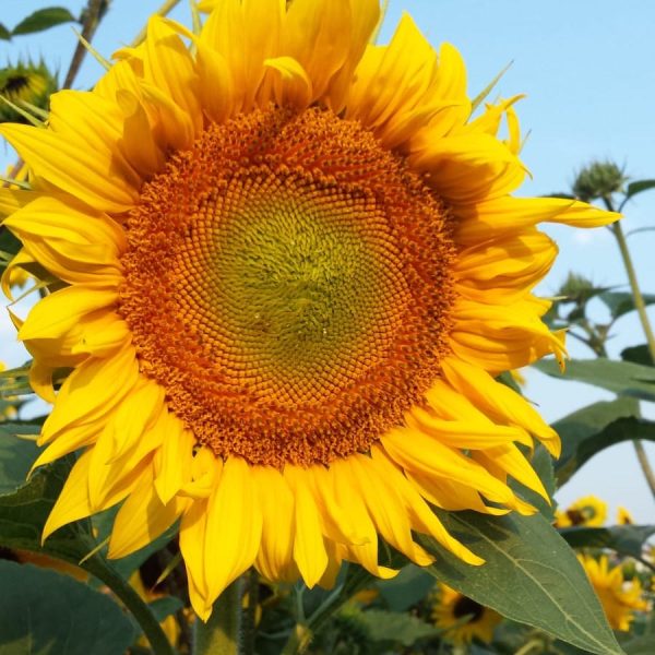 Zonnebloem Zonnebloem
