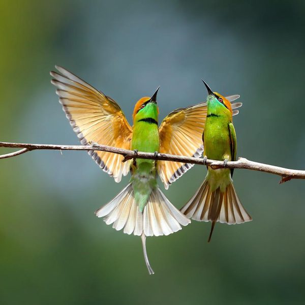 vogels